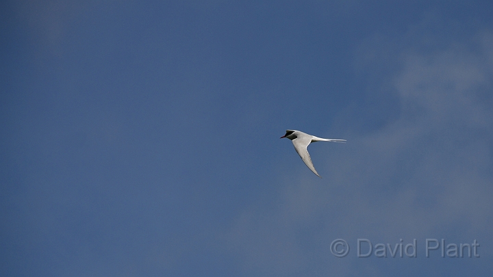 Arctic tern in flight - B.JPG - Arctic tern in flight - Shetland Islands